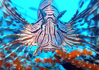 lion fish animal lionfish wallpaper