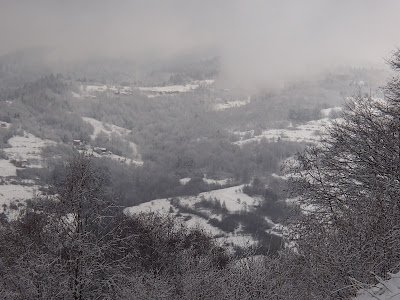 Pieniny, Jarmuta, grzyby 2018, grzyby zimowe, grzybobranie w zimie, uszaki bzowe