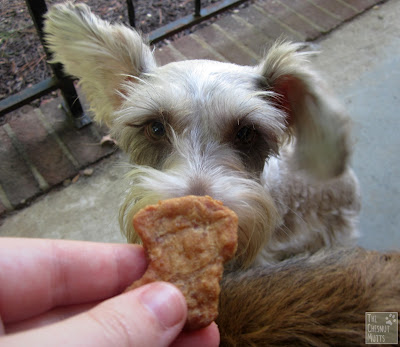 Dottie has one ear up and is looking a Full Moon chicken nugget dog treat