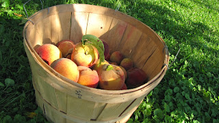 peaches bushel basket