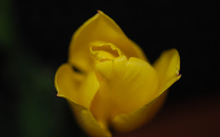 Yelow Tulip Flower wallpaper and photo