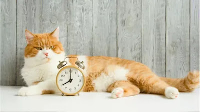 ¿Los gatos saben la hora del día?