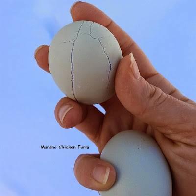 Frozen fresh chicken eggs with cracked shell