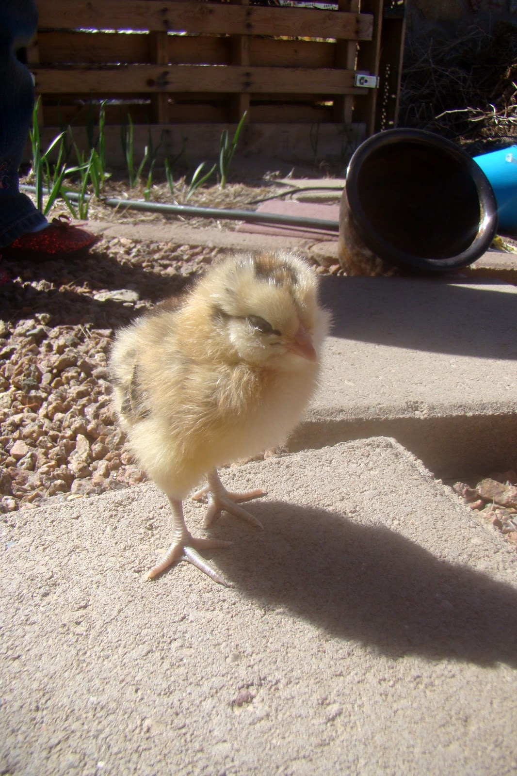 Nourished And Nurtured Our Adventures In Backyard Chicken Keeping