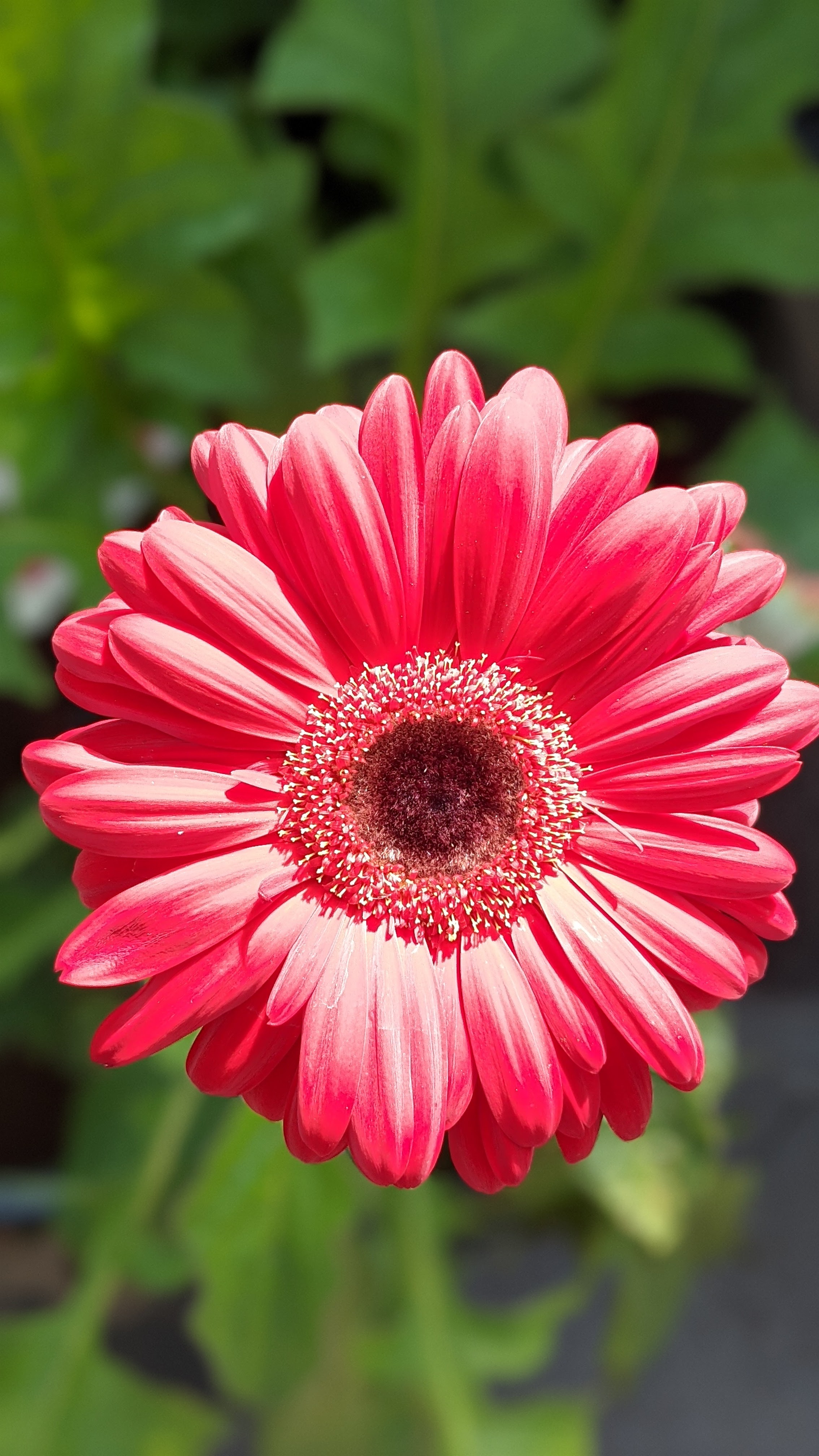 Pink flower photo that feels 3D