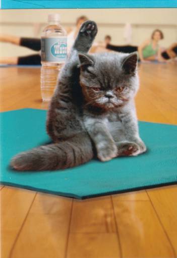 fs-funny-cat-card-3.jpg