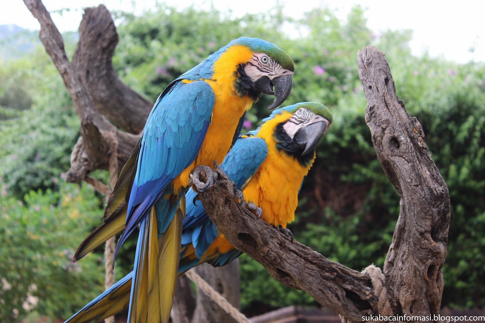 Kumpulan Foto Burung Beo  Biru