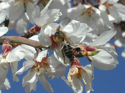 POLINIZANDO ALMENDRO - POLLINATING ALMOND