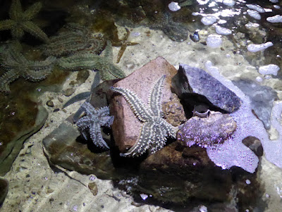 Galway Atlantaquaria, National Aquarium of Ireland 