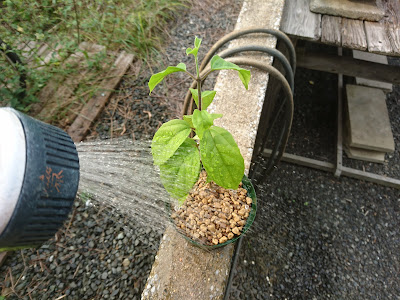 水遣り