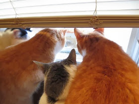 Funny cats - part 86 (40 pics + 10 gifs), cats looking out the window