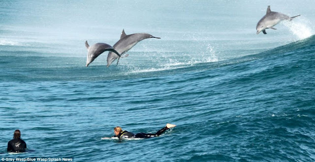 Surfing Dolphins