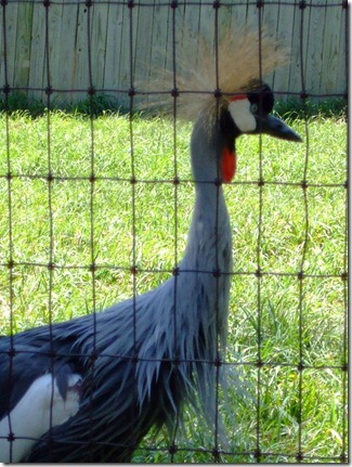 Mohawk