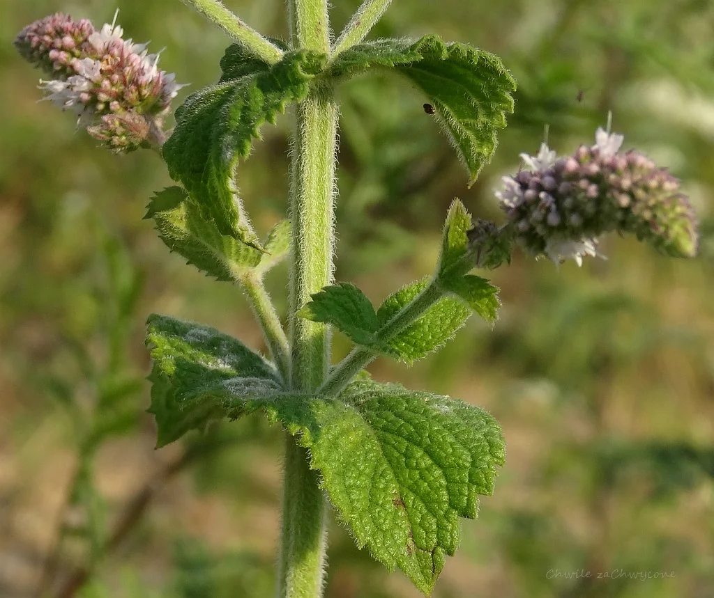 mięta wonna Mentha suaveolens