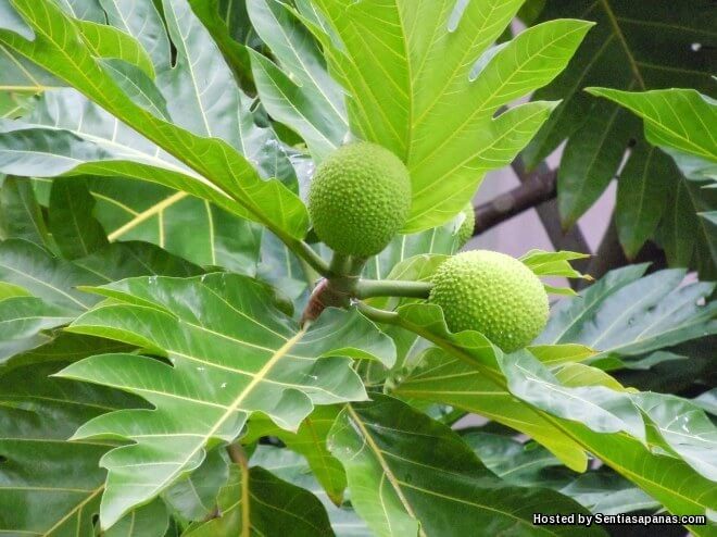 Khasiat Daun Sukun Menyembuhkan Penyakit Kencing Manis 