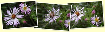 View climbing aster