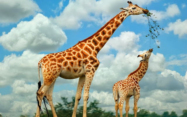 Giraffa Wallpapers Free Download