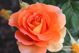 Maplewood Rose Garden - Rose 'Brass Band'