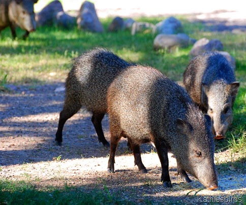 10. Javalina-kab