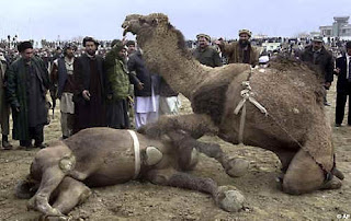 Camel Fighting