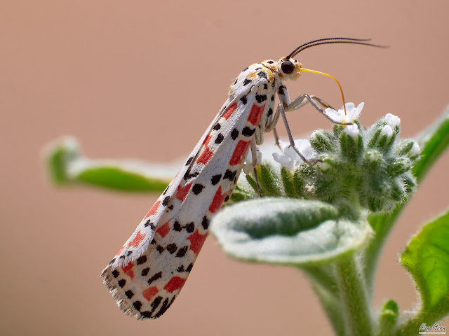 Spotted Butterfly