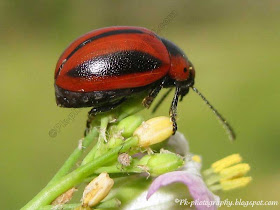 Red turnip beetle