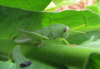 Green grasshopper with striped eyes on a green leaf