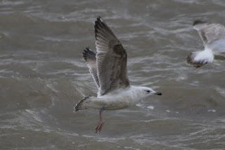 2nd cycle Caspian Gull