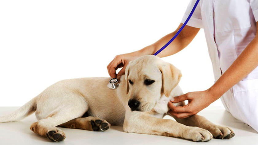 Pet Care, all the best pet care, all the best pet food, Home Cleaning Tips, exercise for pets, pet check up, clean pet, pet cleaning