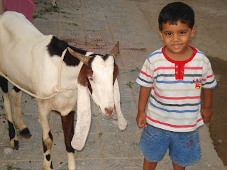 Kambing qurban