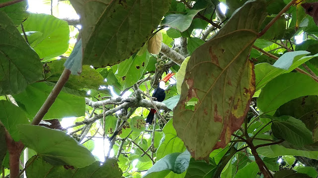 toucan of Iguaza Jungle