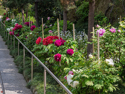 Botan (Paeonia suffruticosa) flowers: Kencho-ji