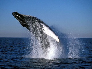 Humpback_Whale