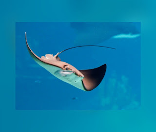 This is an illustration of a Saltwater stingray (One of the most dangerous marine creatures)