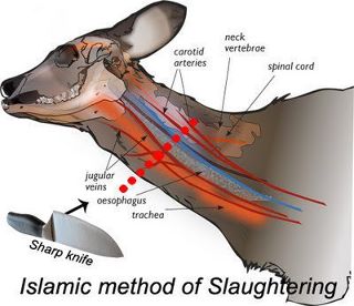 how to slaughtering animal in islam, How to be Slaughtering animal in Islam For Aqiqa, Hakika