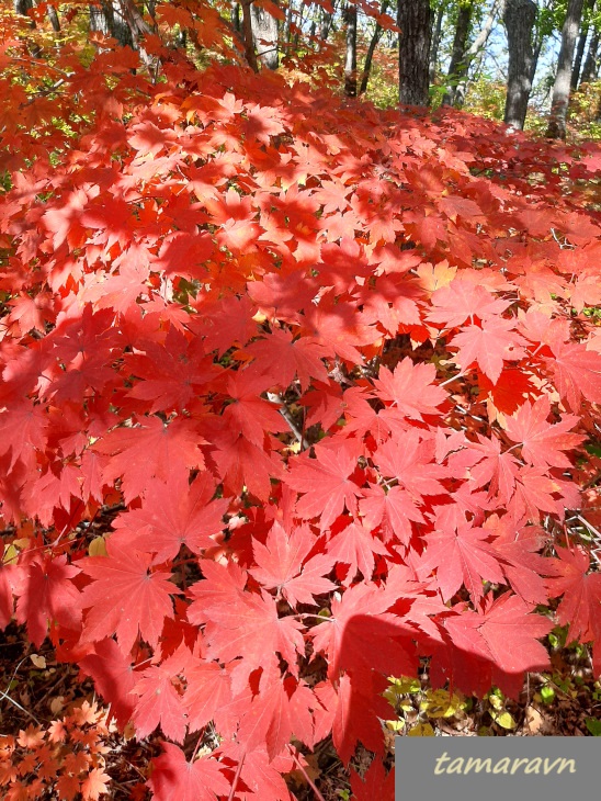 Клён ложнозибольдов (Acer pseudosieboldianum)