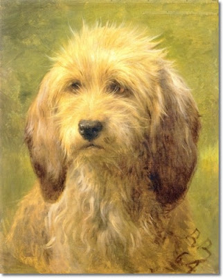 Dachshund Wire Haired Dog Breed Pictures
