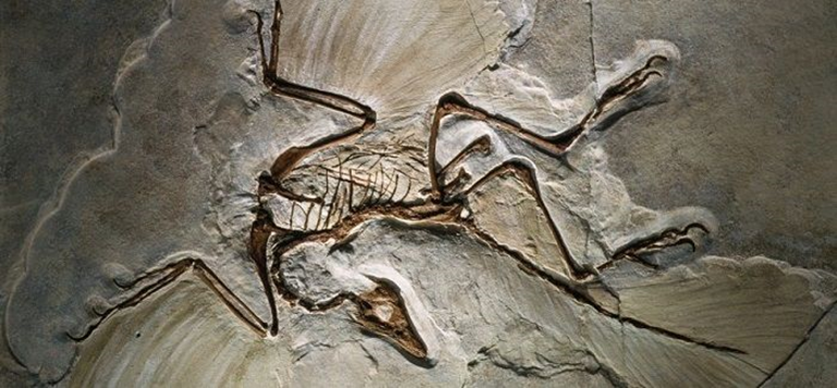 No se necesita ser un experto paleontólogo para darse cuenta de que, estructuralmente, el Archaeopteryx tiene mas que ver con los deinonicosaurios que con las aves modernas.