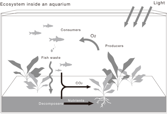 Nature Aquarium Basics