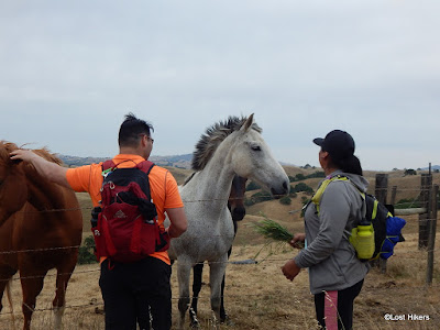 Ranch horses like Lost Hikers