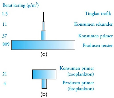 Piramida biomassa