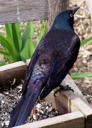 Wild Birds Unlimited Find Out Why They Are Called Grackles