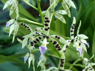 Prosthechea prismatocarpa