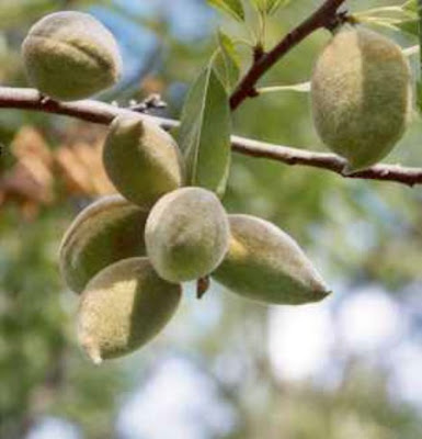 Almonds, Good Prosperity, Health