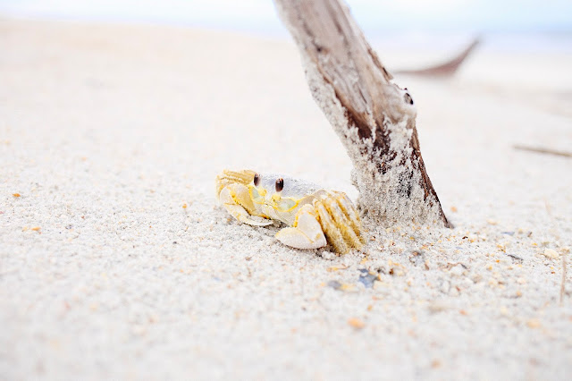 沙灘上的螃蟹