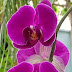 Orchids - the delicate, exotic and graceful orchid represents love, luxury, beauty and strength
