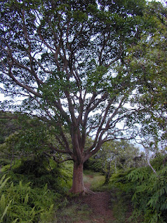 Peru guavası ağacı