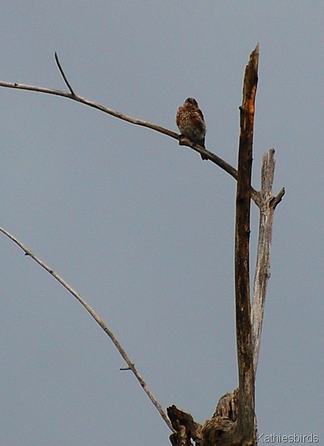 3. bluebird-kab