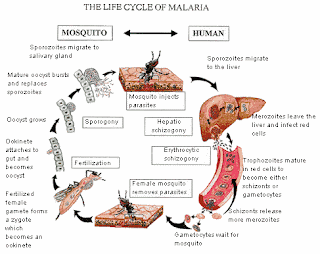 malária, malaria é contagiosa, malaria tratamento, malária prevenção, malaria cerebral, malária transmissão, malaria em moçambique, malária cerebral sintomas, tipos de malaria