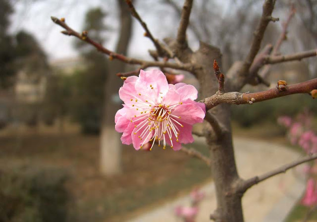 Plum Flowers